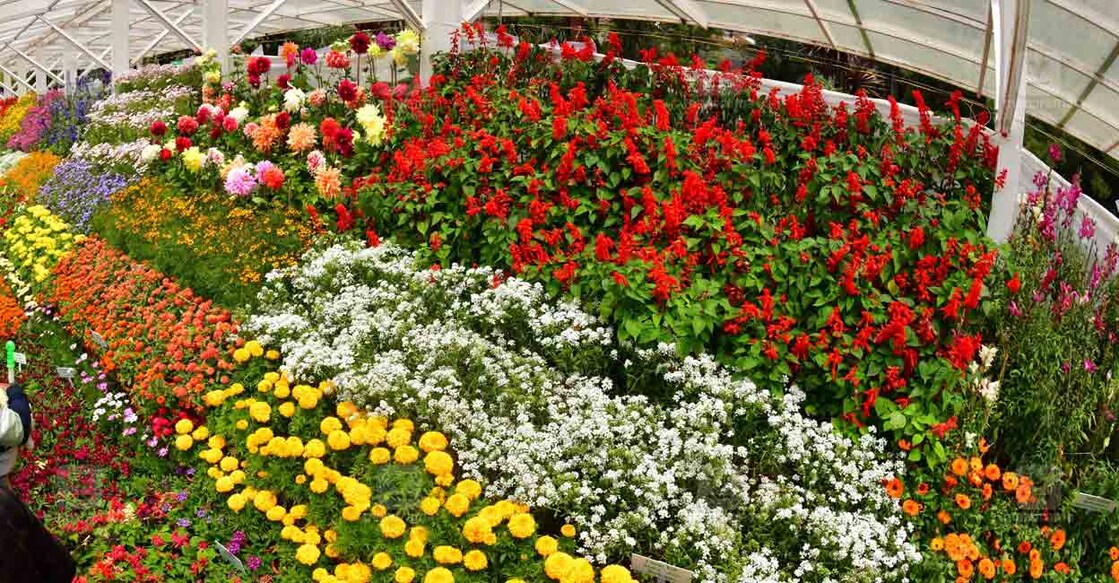 Stallan Roses പുഷ്പമേള നാളെ മുതൽ: 30 ലക്ഷത്തോളം പൂക്കൾ; ഇനി പൂക്കാലം | Chennai Flower ...