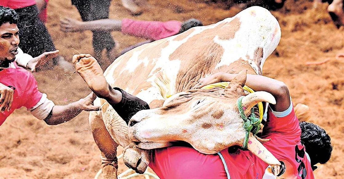 chennai-jelikettu പറന്നിടിച്ച്....
പൊങ്കലിനോടനുബന്ധിച്ചു മധുര അളങ്കാനല്ലൂരിൽ നടന്ന ജല്ലിക്കെട്ടിൽ കാളക്കൂറ്റൻ നാലുകാലിൽ ഉയർന്നുചാടി, മത്സരാർഥിയായ യുവാവിനെ ഇടിച്ചിടുന്നു. ചിത്രം: റെജു അർനോൾഡ്/മനോരമ