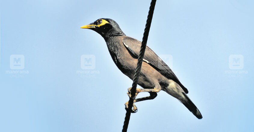 ernakulam-myna ernakulam-myna