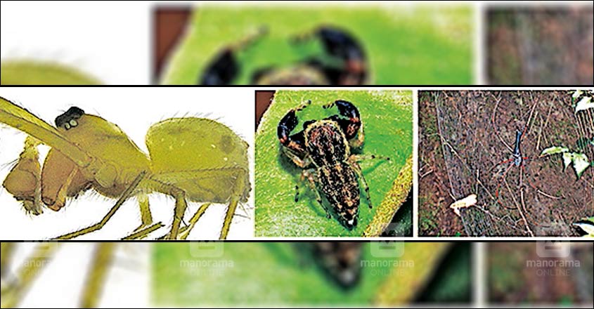 Thanthirimalaya Insect 3 പുതിയ ഇനം ചിലന്തികളെ കണ്ടെത്തി