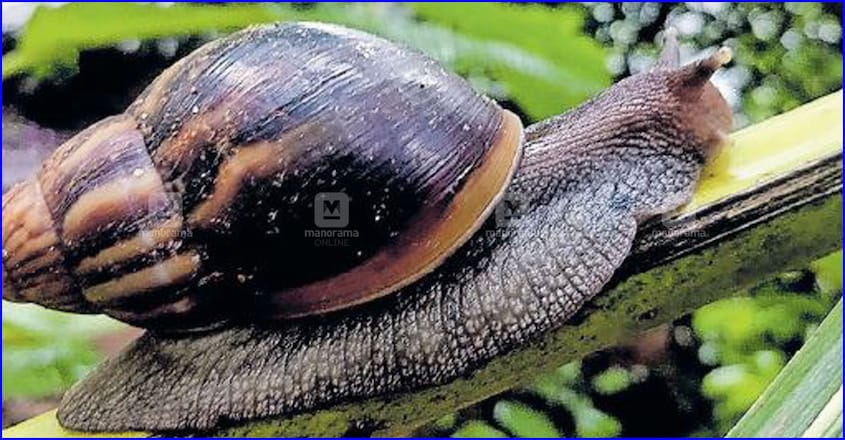 ernakulam-african-snail