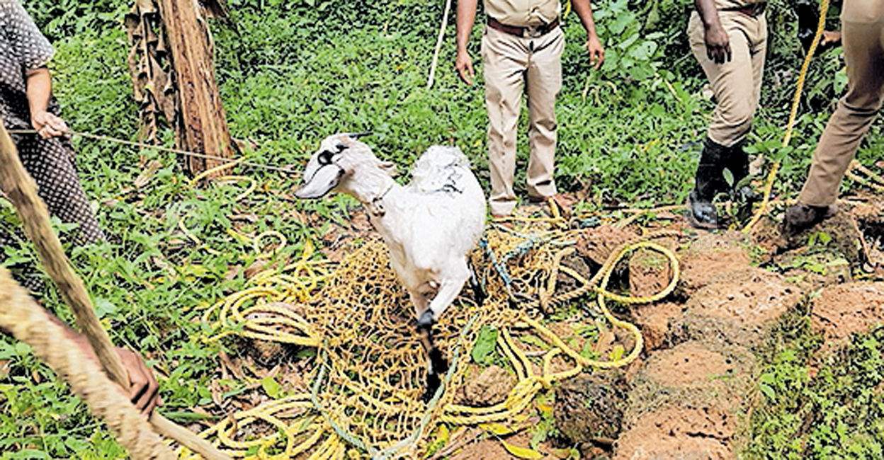 കിങ്ങിണി ജീവിതത്തിലേക്കു തിരിച്ചെത്തി; അഗ്നിരക്ഷാ സേനയുടെയും അയ ...