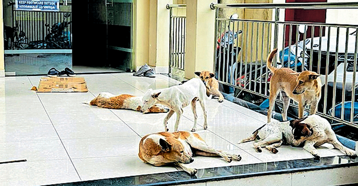 നായ്ക്കൂട്ടം, രോഗികൾ ഭീതിയിൽ Medical College Stray Dogs Ernakulam