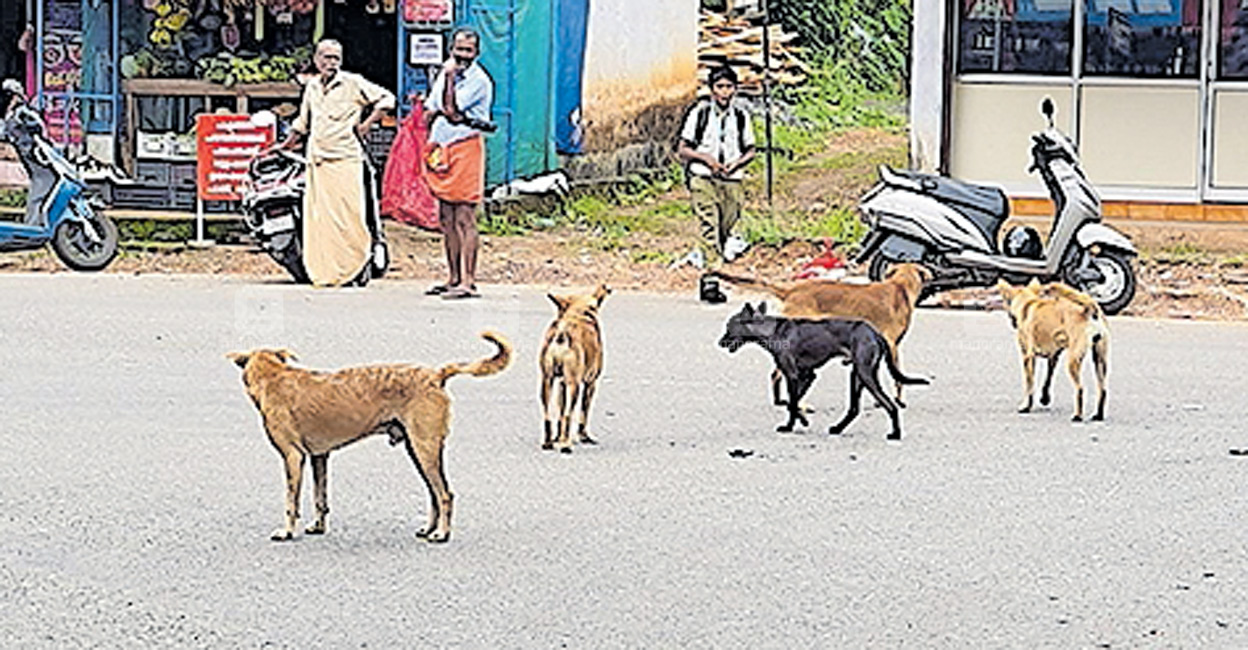 വളർത്തുമൃഗങ്ങളെ ആക്രമിച്ച് തെരുവുനായ്ക്കൾ Stray Dog Rescue Kerala