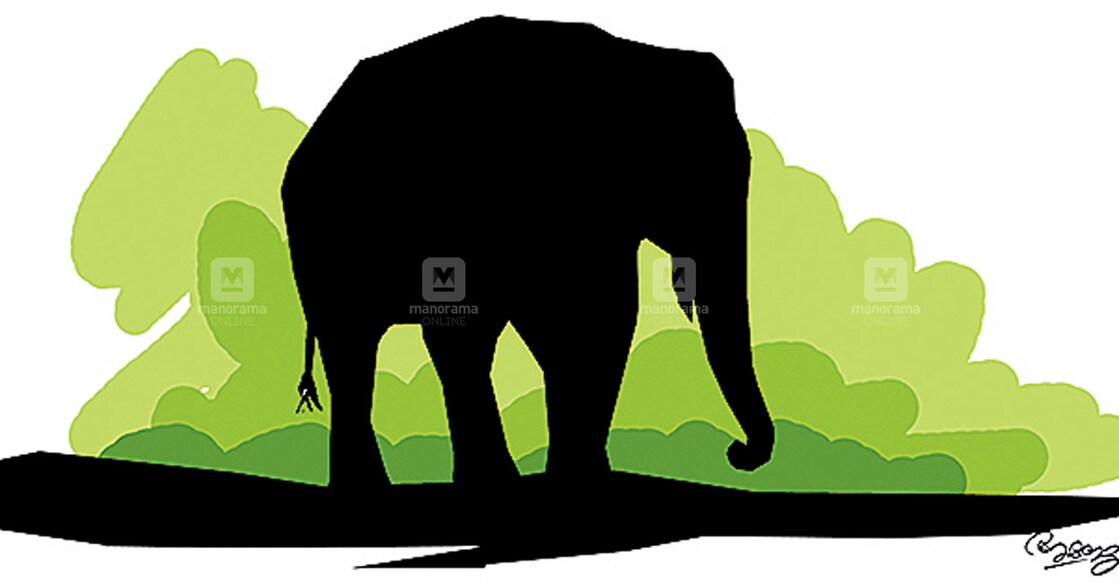 elephant elephant