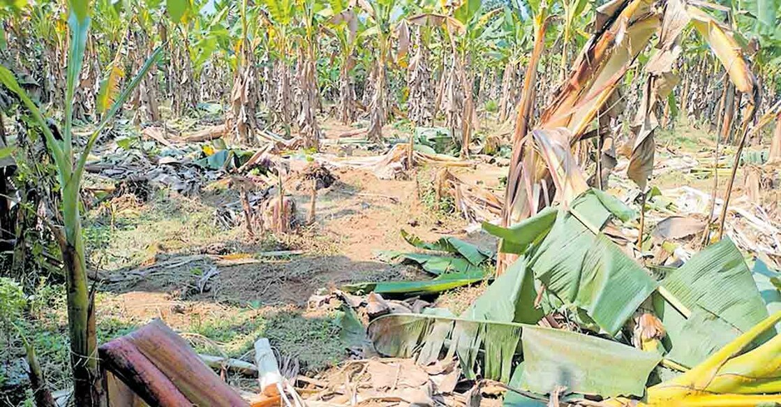 ernakulam-wild-elephant-attack ഇല്ലിത്തോട് പ്രശാന്ത് തച്ചമ്പുഴ, തോമസ് വിതയത്തിൽ എന്നിവർ കൃഷി ചെയ്ത വാഴത്തോട്ടം കാട്ടാനക്കൂട്ടം നശിപ്പിച്ച നിലയിൽ.