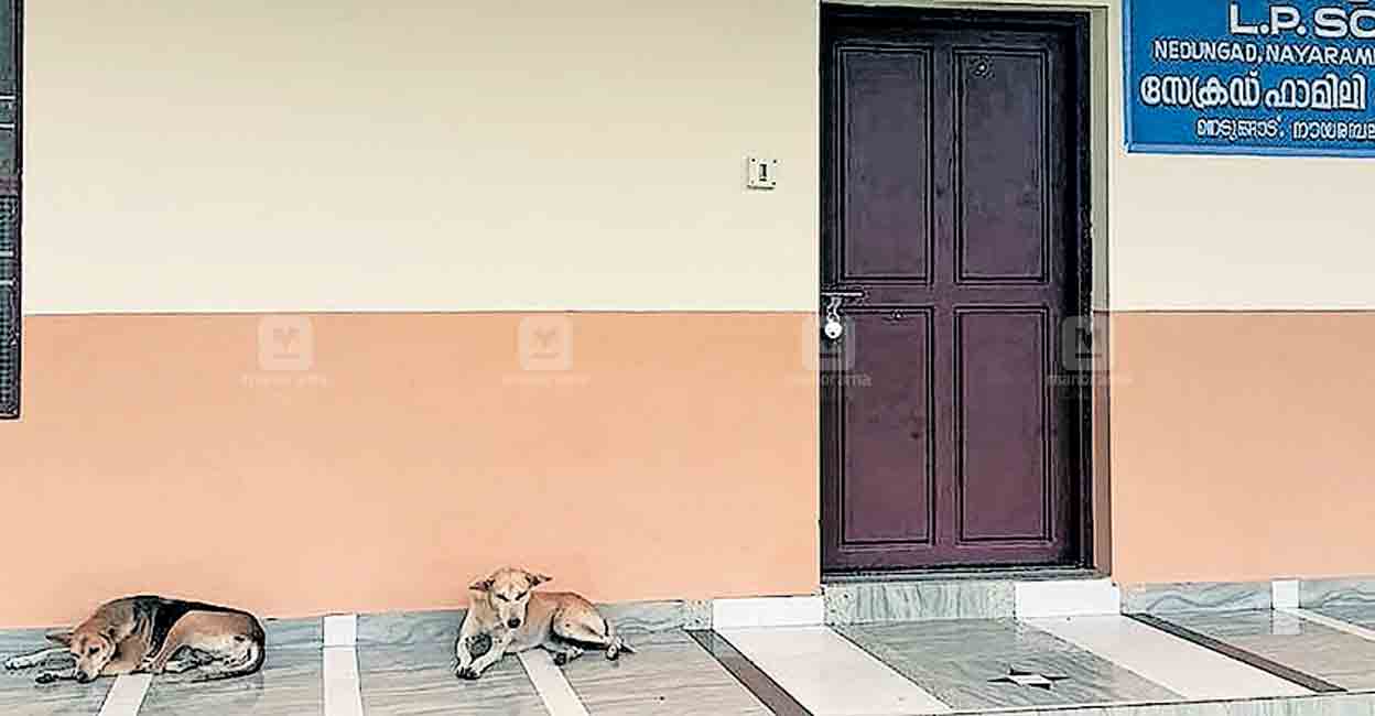 കാൽനടയാത്രികരുടെ ടൈം ബെസ്റ്റ് ടൈം! കയ്യൂക്കുള്ളവർ പാമ്പുകളും നായ്ക്കളും