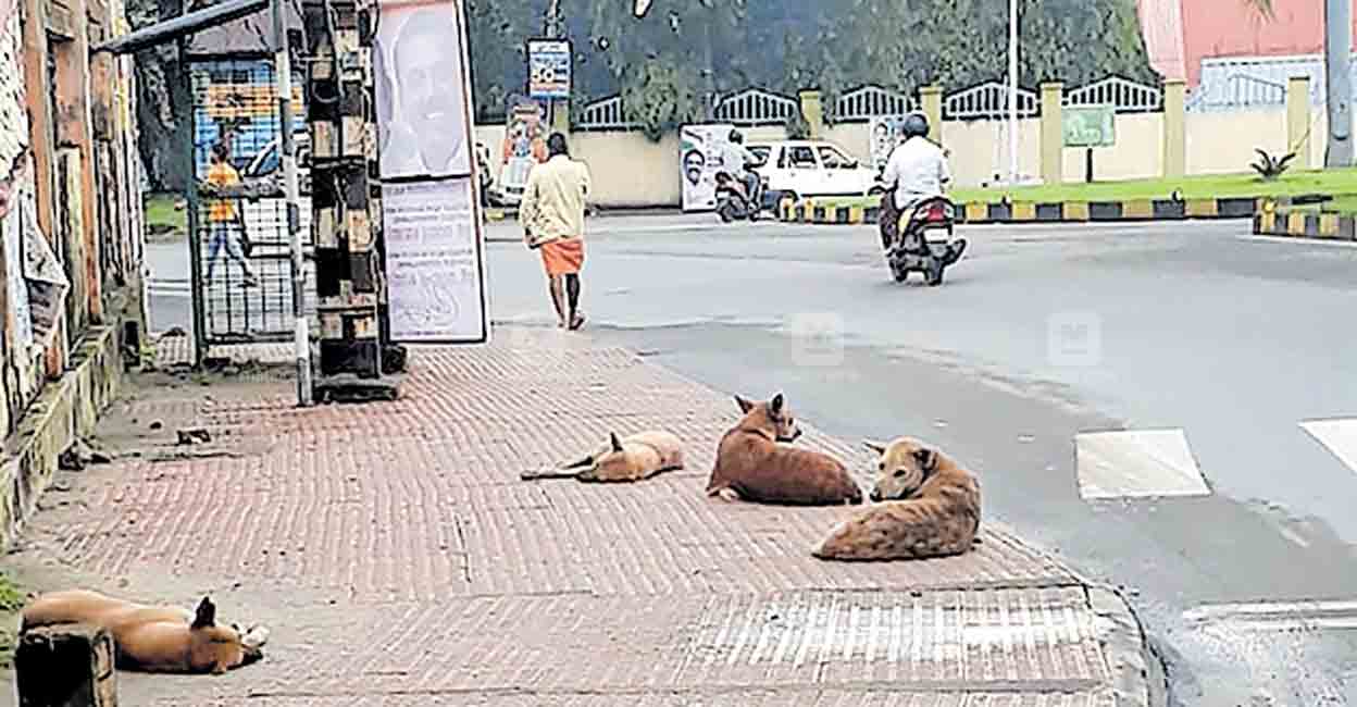 തെരുവുനായ്ക്കൾ പദ്ധതികൾ നടപ്പായില്ല