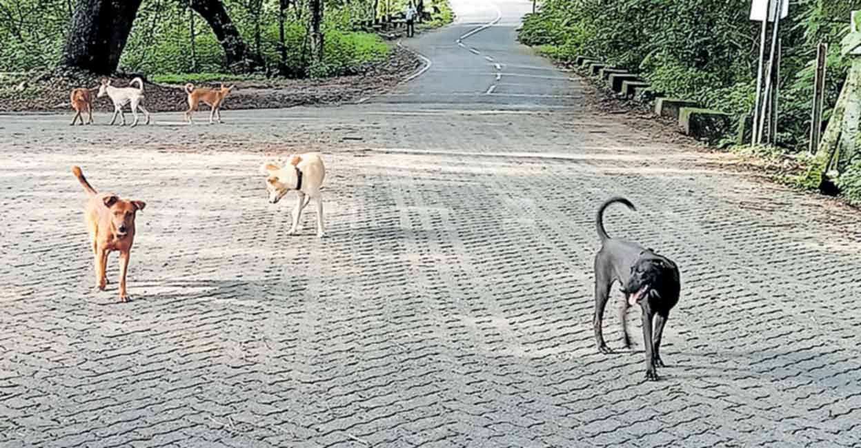മലയാറ്റൂർനീലീശ്വരം പഞ്ചായത്തിൽ തെരുവു നായ്ക്കൾ വിലസുന്നു Stray Dog