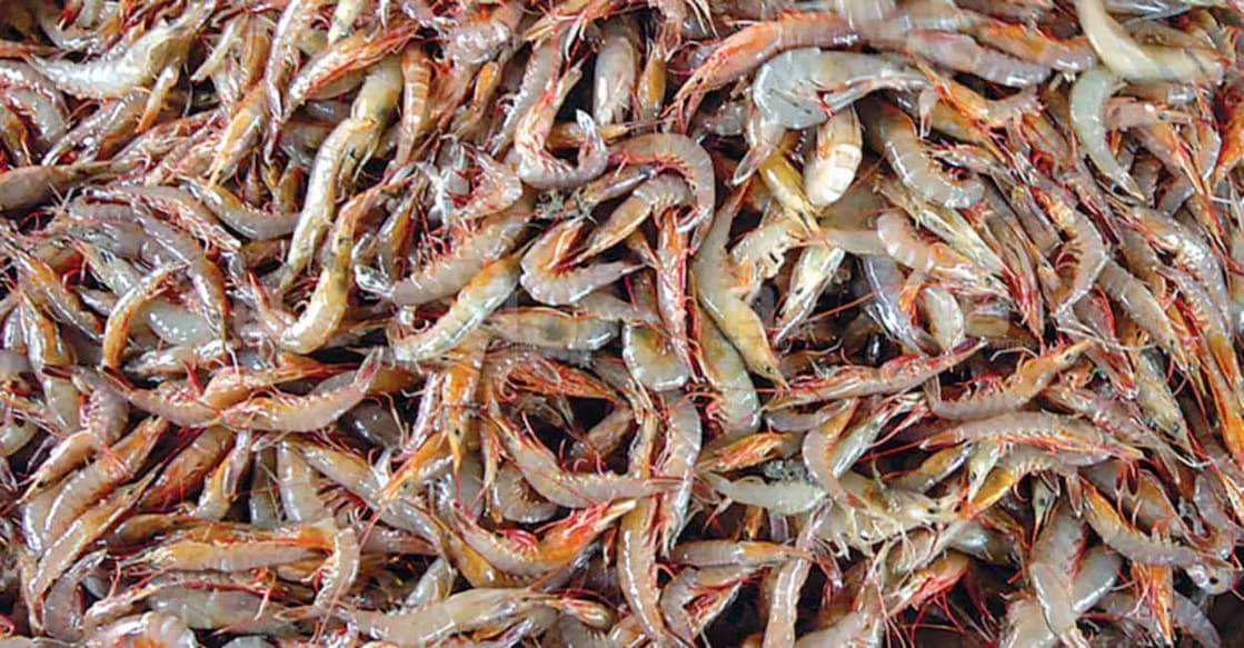 shrimp shrimp