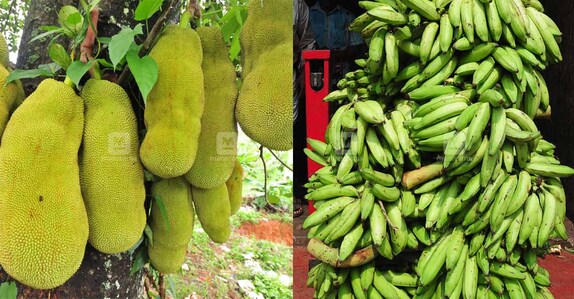 banana-jackfruit-price banana-jackfruit-price