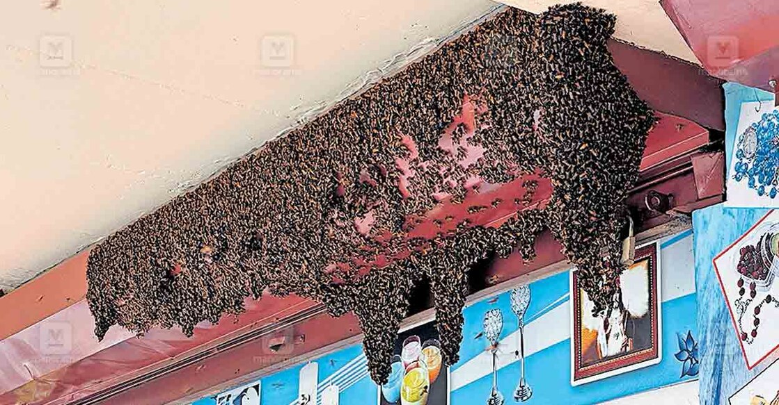മൂവാറ്റുപുഴ നഗരത്തിൽ പരിഭ്രാന്തി പരത്തി തേനീച്ച കൂട്ടം Honeybees