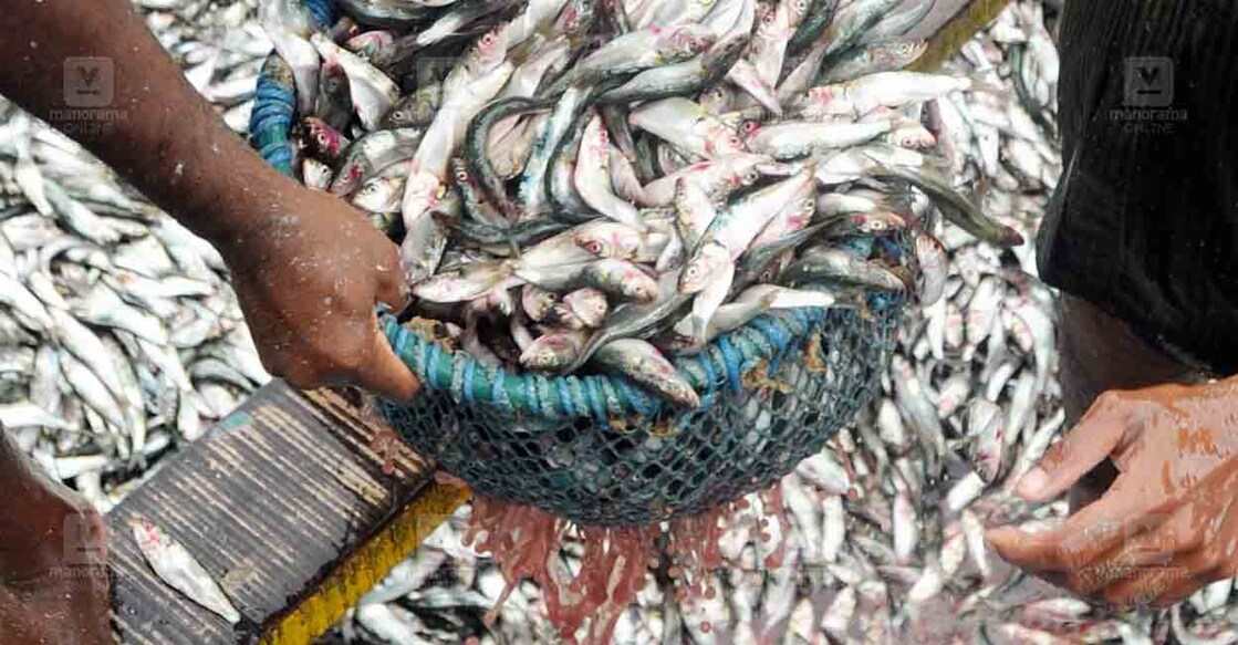 ekm-fish-mathi ekm-fish-mathi