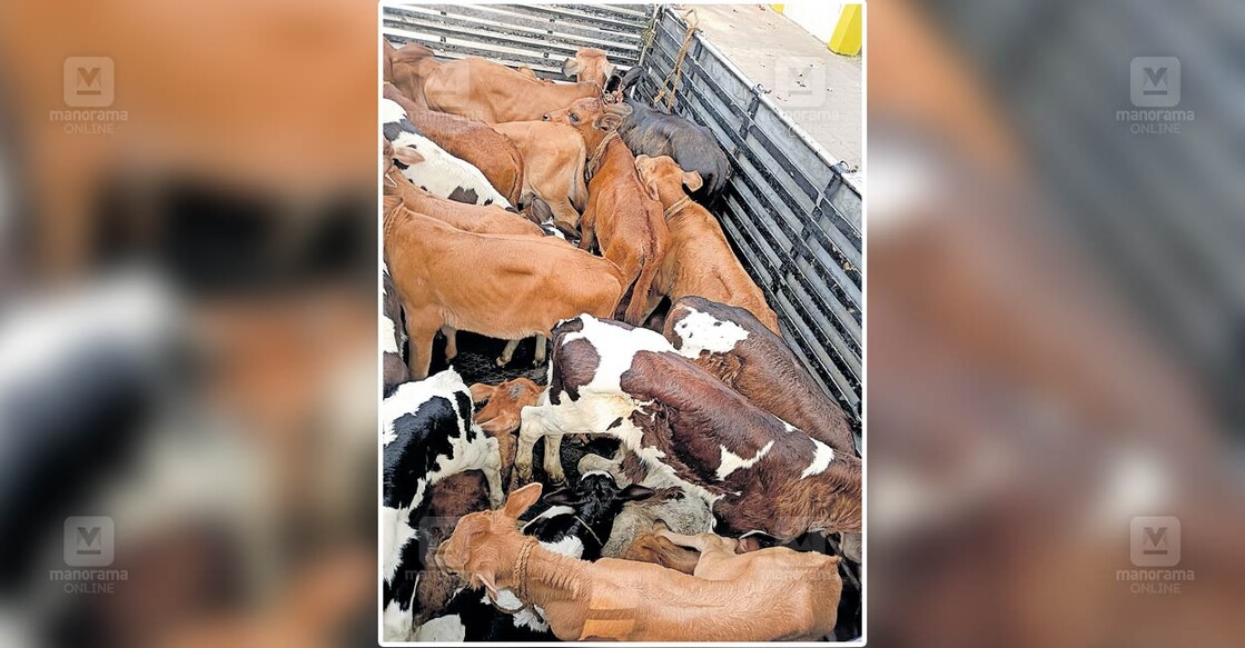 പശുക്കുട്ടികളെ കുത്തിനിറച്ച് കൊണ്ടു വന്ന പിക്കപ്പ് വാൻ ഹാർബർ പൊലീസ് കസ്റ്റഡിയിലെടുത്തപ്പോൾ.