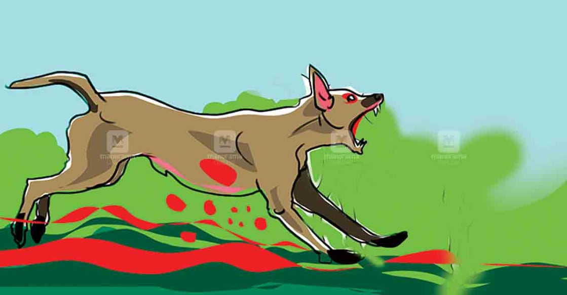 ernakulam-stray-dog-attack