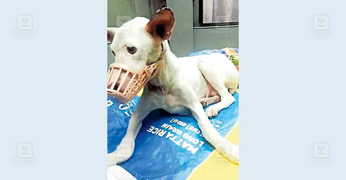ernakulam-dog-bella ടെറസിൽ നിന്നു പേടിപ്പിച്ചപ്പോൾ താഴേക്കു ചാടി കാലൊടിഞ്ഞ നായ ബെല്ലയെ ആശുപത്രിയിൽ എത്തിച്ചപ്പോൾ.