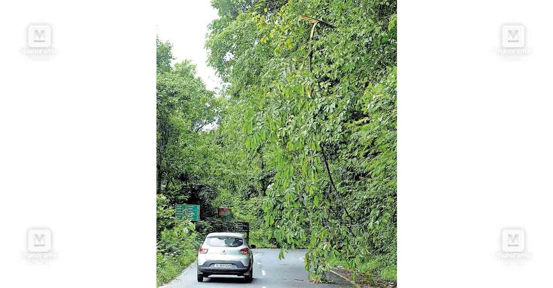tree-danger-condition നേര്യമംഗലത്ത് ഇടുക്കി റോഡ് ജംക്ഷനിൽ ഒടിഞ്ഞുതൂങ്ങിയ മരക്കൊമ്പ്.