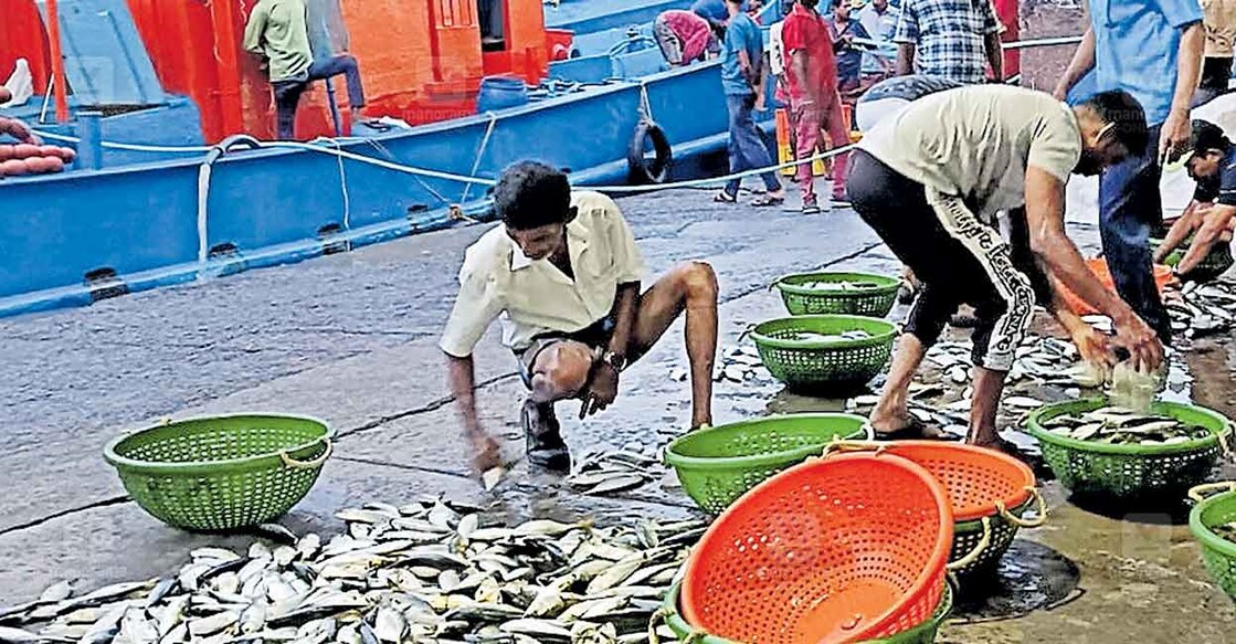 ban-on-trolling-is-over ട്രോളിങ് നിരോധനം കഴിഞ്ഞ ശേഷം മത്സ്യബന്ധനം കഴിഞ്ഞ് മടങ്ങിയെത്തിയ മത്സ്യത്തൊഴിലാളികൾ തോപ്പുംപടി ഫിഷിങ് ഹാർബറിൽ. ചിത്രം ∙ മനോരമ