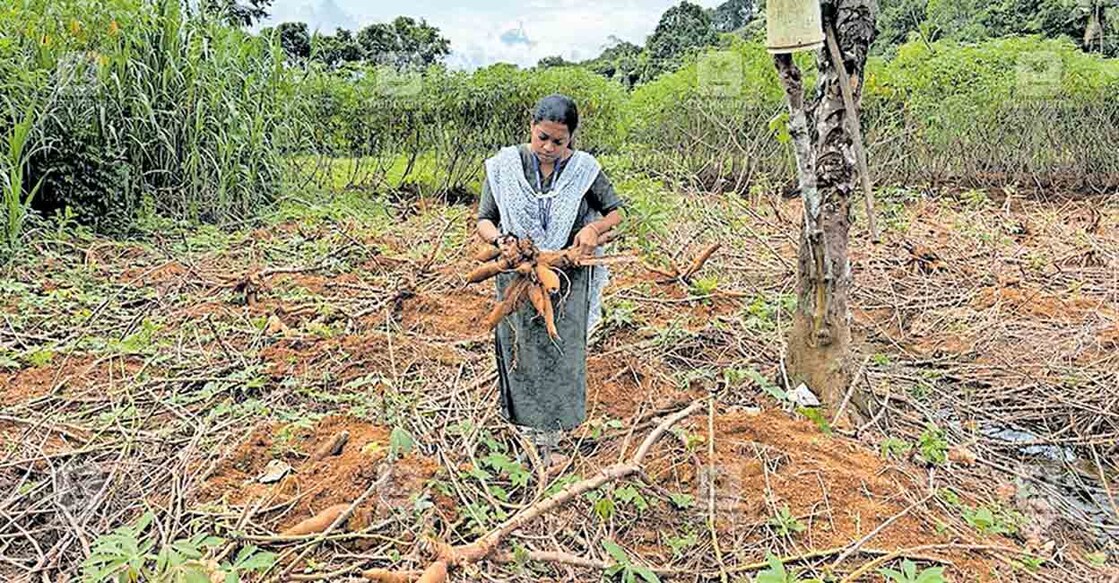 കുമിൾ രോഗബാധയെ തുടർന്ന് കർഷകർ പിഴുതു കളഞ്ഞ കപ്പ കൂത്താട്ടുകുളം കൃഷി ഓഫിസർ അമിത കെ. ജോർജിന്റെ നേതൃത്വത്തിൽ പരിശോധിക്കുന്നു.
