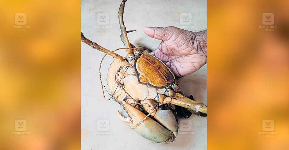 broken-leg-crab-1 കാലൊടിഞ്ഞ ഞണ്ട്.