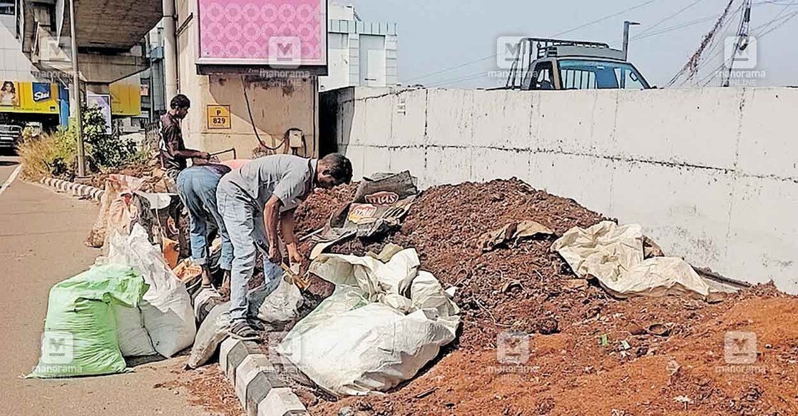 എളംകുളത്തു  മീഡിയനിൽ കൂട്ടിയിട്ടിരിക്കുന്ന കംപോസ്റ്റ് തൊഴിലാളികൾ ചാക്കുകളിൽ ശേഖരിക്കുന്നു.  
