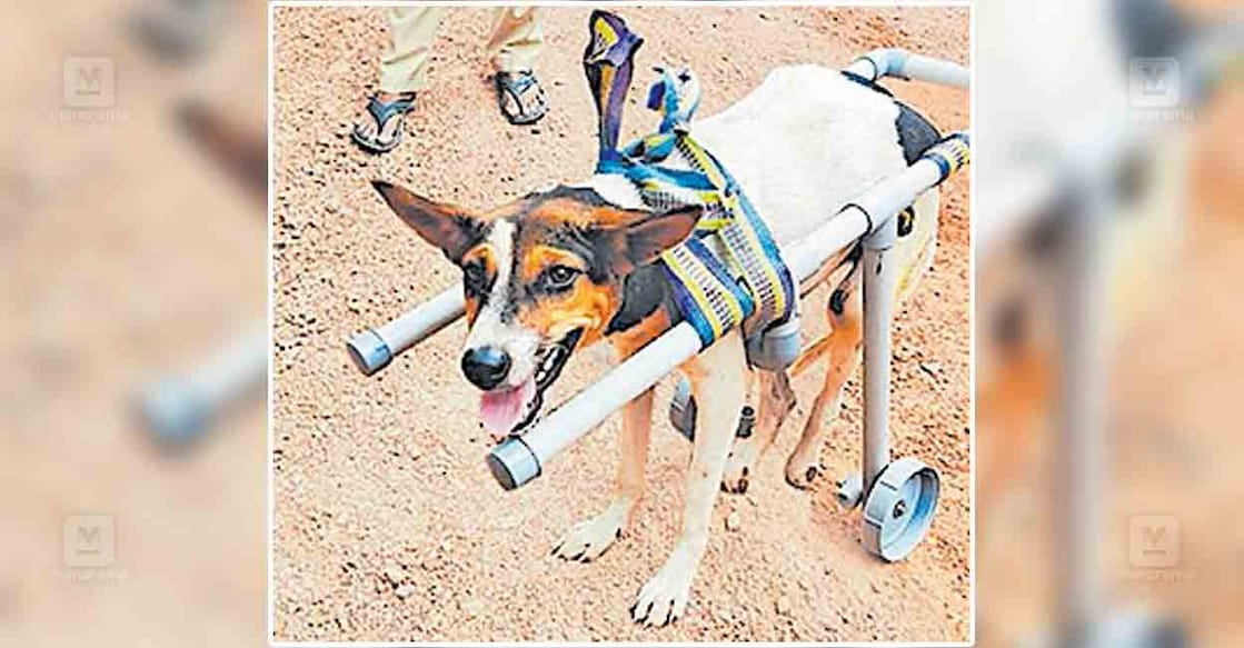 അഗ്നിരക്ഷാസേന നിർമിച്ച ഉപകരണവുമായി നടക്കുന്ന വാഹനാപകടത്തിൽ പരുക്കേറ്റ നായ.  

