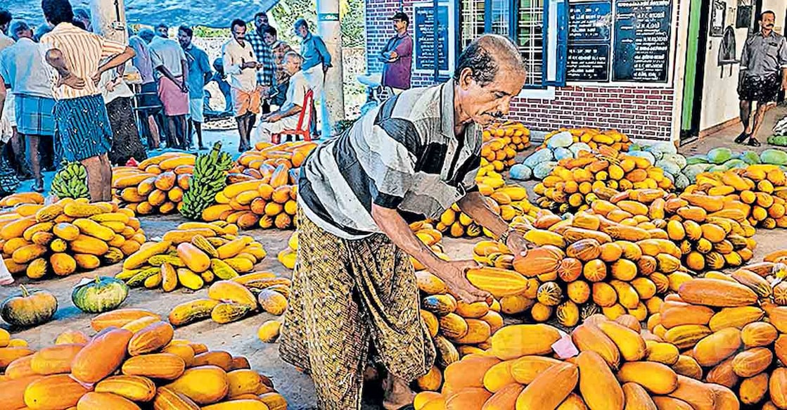 ernakulam-kanivellari-sale വിഷുവിനു മുന്നോടിയായി തിരുവാണിയൂർ സ്വാശ്രയ വിപണിയിൽ കർഷകർ വിൽപനയ്ക്ക് എത്തിച്ച കണി വെള്ളരി.