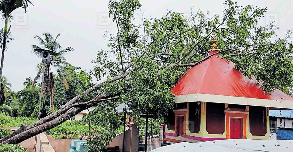 കനത്തമഴ: തെക്കൻപറവൂർ ഭാഗത്ത് മരങ്ങൾ വീണ് വൻ നാശനഷ്ടം | Udayamperoor ...