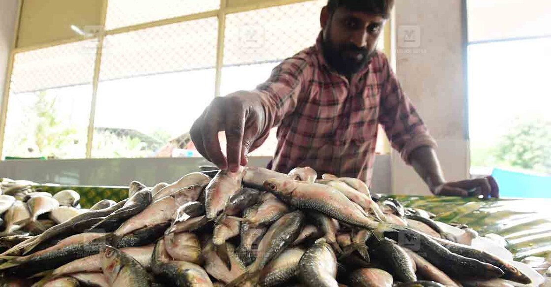 Sardine Fish | File Photo: Harilal S.S / Manorama പത്തനംതിട്ട മാർക്കറ്റിൽ വിൽപനയ്ക്കെത്തിച്ച മത്തി. (File Photo: Harilal S.S / Manorama)