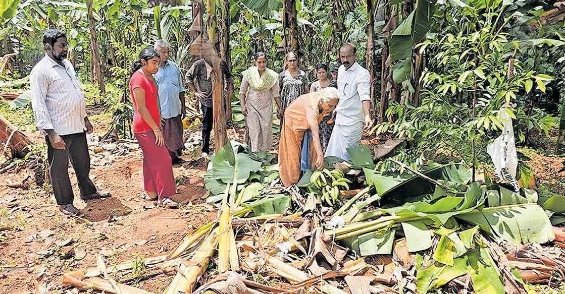 ernakulam-thomas-farming
കാട്ടാനകൾ നാശമുണ്ടാക്കിയ കൃഷിയിടം. ഏർത്തടത്തിൽ തോമസിന്റെ കൃഷിയിടമാണിത്.