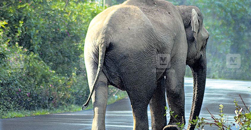 ഇന്നലെ രാത്രി മുതൽ ഇന്ന് രാവിലെ 9 വരെ റോഡിൽ തടസ്സം സൃഷ്ടിച്ച കാട്ടാനക്കൂട്ടത്തിലെ പ്രധാന കുറുമ്പൻ റോഡിനു നടുവിൽ നിൽക്കുന്നു. പ്രസാദ് അമ്പാട്ട് പകർത്തിയ ചിത്രം ഇന്നലെ രാത്രി മുതൽ ഇന്ന് രാവിലെ 9 വരെ റോഡിൽ തടസ്സം സൃഷ്ടിച്ച കാട്ടാനക്കൂട്ടത്തിലെ പ്രധാന കുറുമ്പൻ റോഡിനു നടുവിൽ നിൽക്കുന്നു. പ്രസാദ് അമ്പാട്ട് പകർത്തിയ ചിത്രം