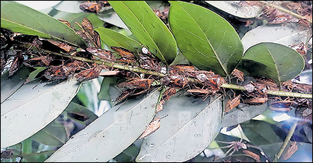 Cheevidu Insect കൃഷിയിടങ്ങളിൽ ക്ഷുദ്രജീവികൾ : തോപ്രാംകുടിയിലെ കൃഷിടങ്ങളിൽ പുതിയ കീടബാധ