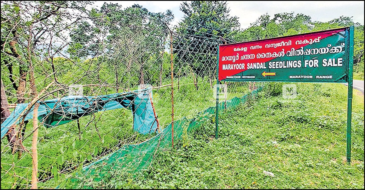 idukki marayoor sandalwood seedlings