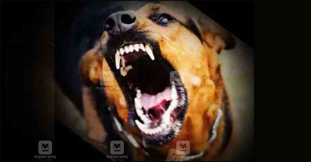 തെരുവുനായ ആക്രമണം: 16 ദിവസം; 332 പേർ വണ്ടാനം മെഡിക്കൽ കോളജിൽ | Stray ...