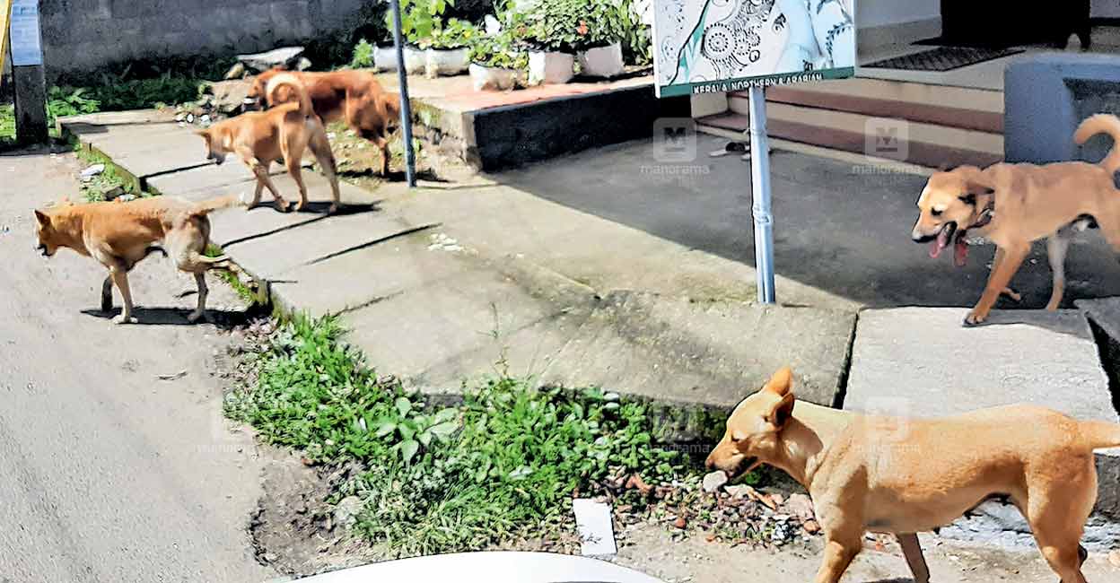 തെരുവുനായ ശല്യം രൂക്ഷം; സഹികെട്ട് കുമളി Stray Dog Rescue Kerala