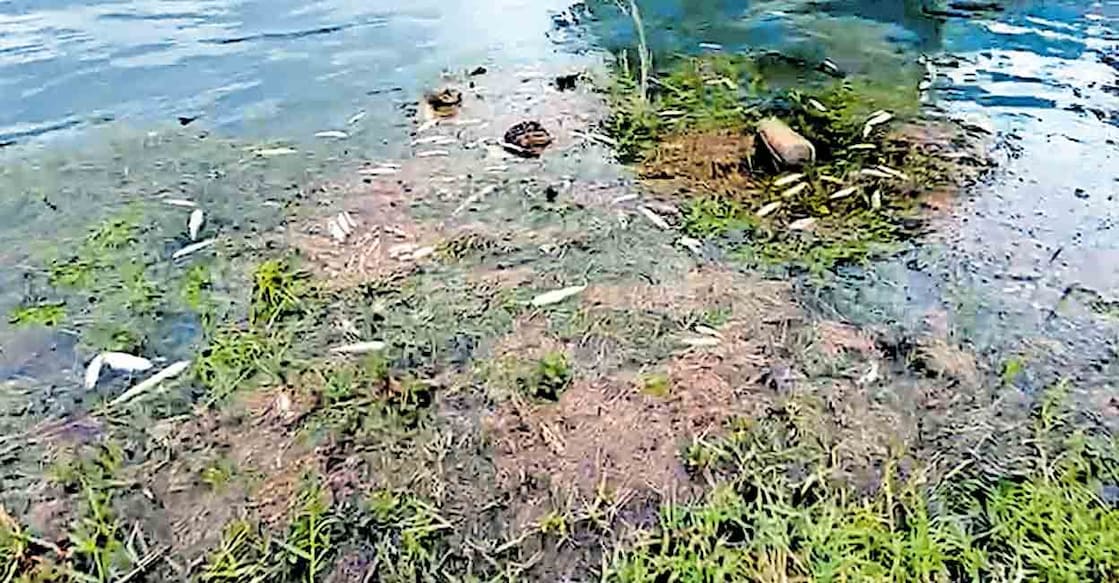 idukki-anayirankal-dam ആനയിറങ്കൽ ജലാശയത്തിൽ ചത്തു പൊങ്ങിയ മത്സ്യക്കുഞ്ഞുങ്ങൾ.
