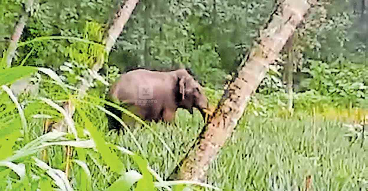 ഞങ്ങൾ പ്രഖ്യാപിക്കും; ബാക്കി കാട്ടാന ചെയ്തോളും