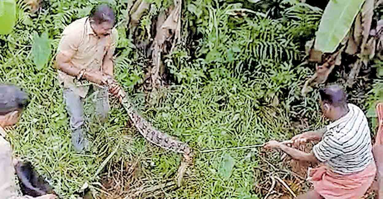 മരിയാപുരത്ത് പെരുമ്പാമ്പിനെ പിടികൂടി