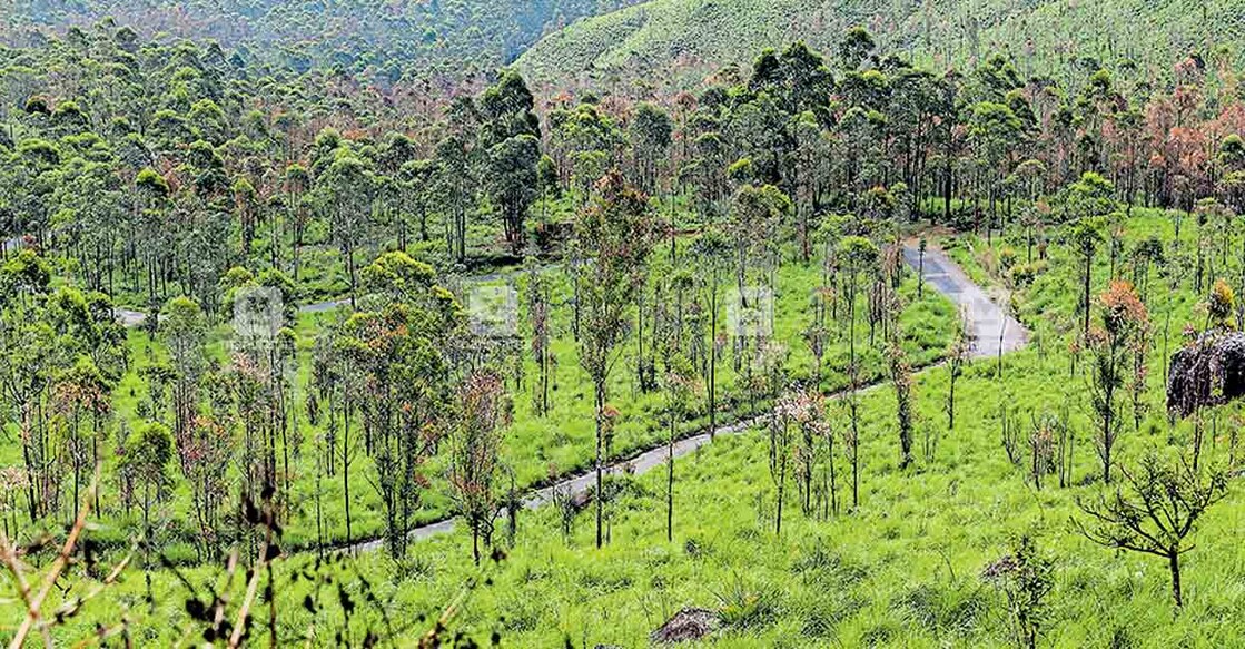 ചിന്നക്കനാൽ വില്ലേജിൽ റിസർവ് വനമായി വിജ്ഞാപനം ചെയ്ത പ്രദേശം.  