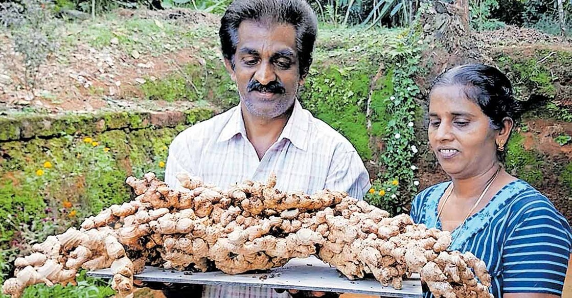 കൃഷിയിടത്തിൽ നിന്ന് വിളവെടുത്ത 8 കിലോഗ്രാം തൂക്കമുള്ള ഇഞ്ചിയുമായി കട്ടപ്പന അമ്പലക്കവല 
സ്വദേശി കെ.ആർ.അനിൽകുമാറും ഭാര്യ അനിയും.  