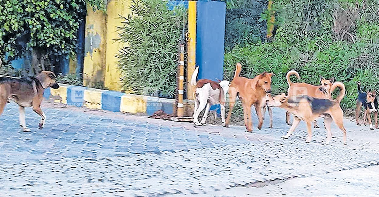 തെരുതെരെ, തെരുവുനായ്ക്കൾ Stray Dog Rescue Kerala തെരുവുനായ് ആക്രമണം