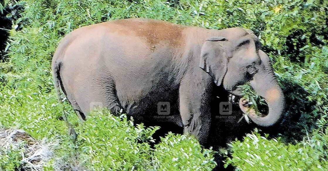 കന്നിമല ടോപ് ഡിവിഷനിലെ തേയിലത്തോട്ടത്തിൽ മേഞ്ഞു നടക്കുന്ന കാട്ടാന. കന്നിമല ടോപ് ഡിവിഷനിലെ തേയിലത്തോട്ടത്തിൽ മേഞ്ഞു നടക്കുന്ന കാട്ടാന.