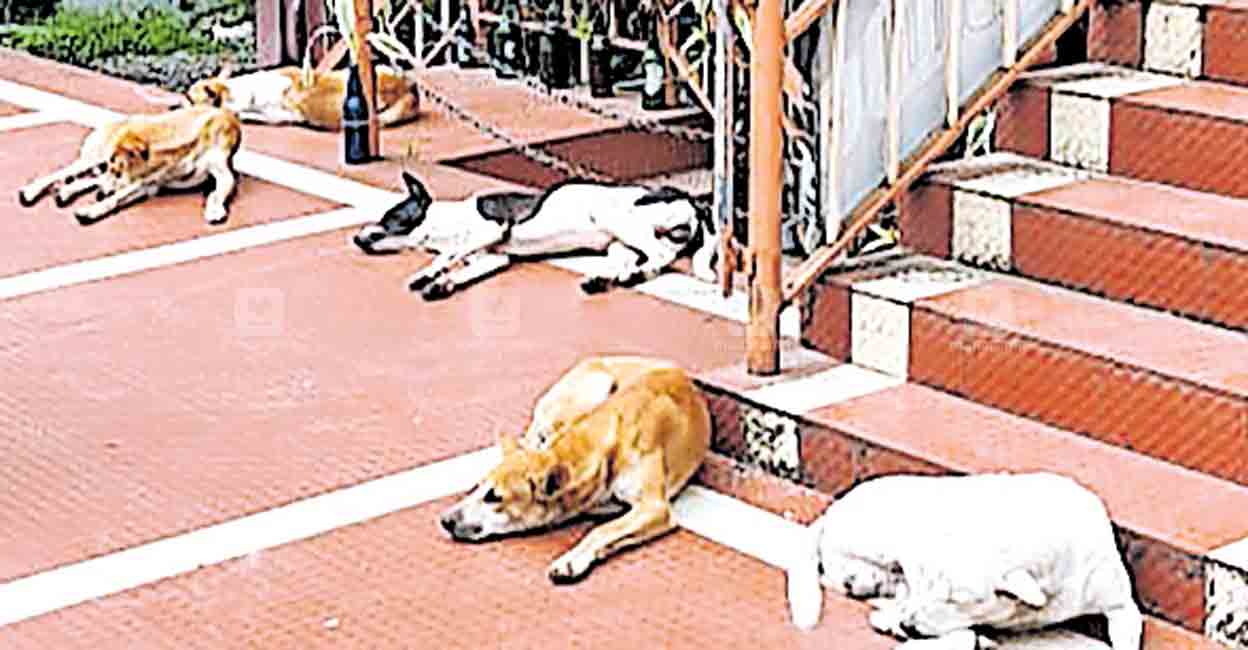 അടിമാലി ബസ് സ്റ്റാൻഡിൽ അടിമുടി നായ ശല്യം Stray Dog Rescue Kerala