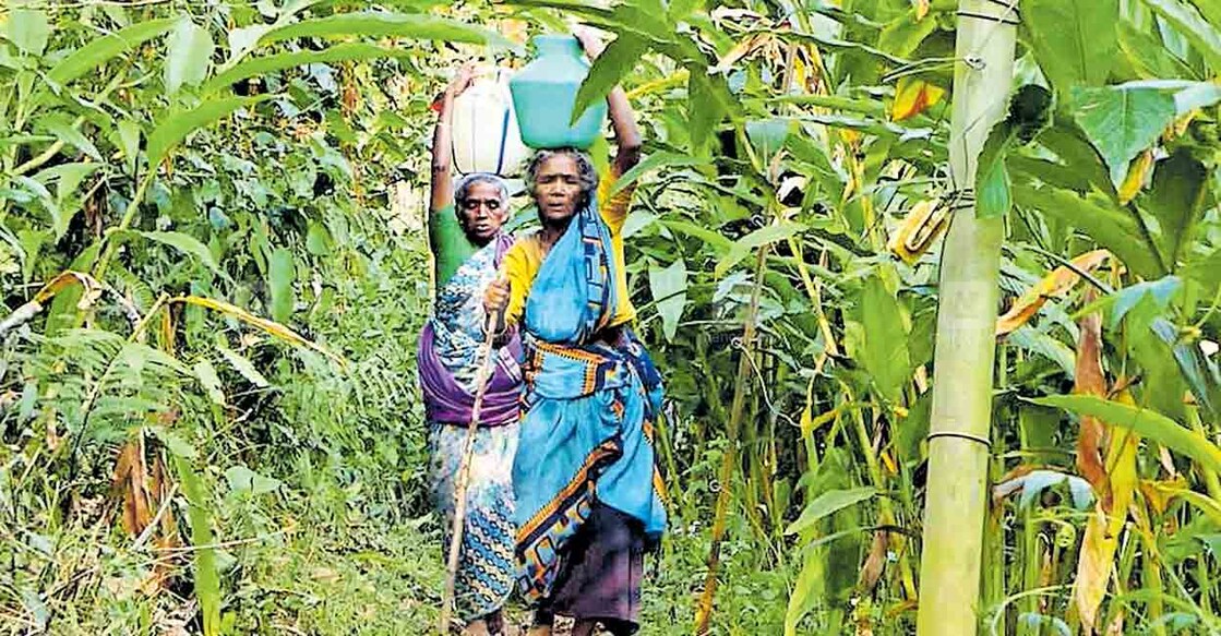 ദൂരെയുള്ള കുളത്തിൽനിന്നു വെള്ളം തലച്ചുമടായി കാെണ്ടുവരുന്ന കാെഴിപ്പനക്കുടിയിലെ വീട്ടമ്മമാർ.