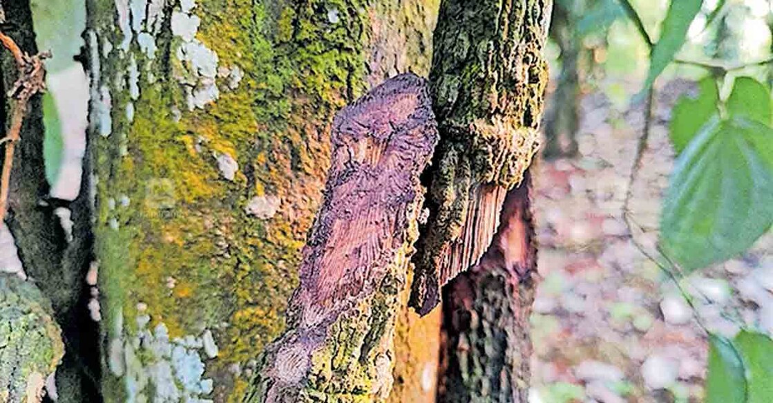 തോപ്രാംകുടി ആനത്താനത്ത് സിബി ജോസഫിന്റെ കുരുമുളക് ചെടികൾ സാമൂഹികവിരുദ്ധർ വെട്ടി നശിപ്പിച്ച നിലയിൽ.