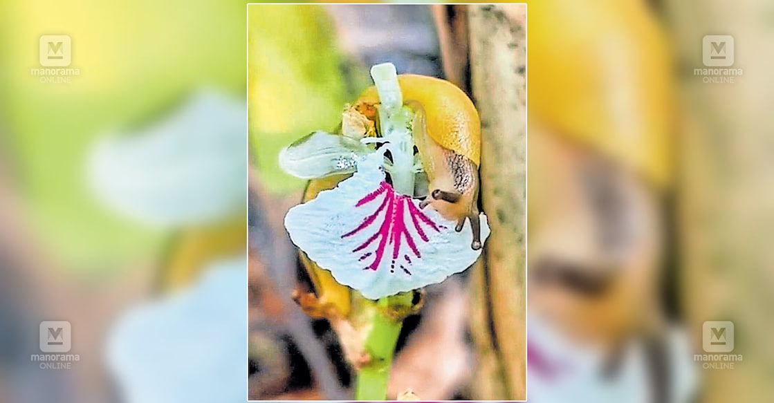 snail ഏലത്തിന്റെ പൂവ് തിന്നുന്ന ഒച്ച്.