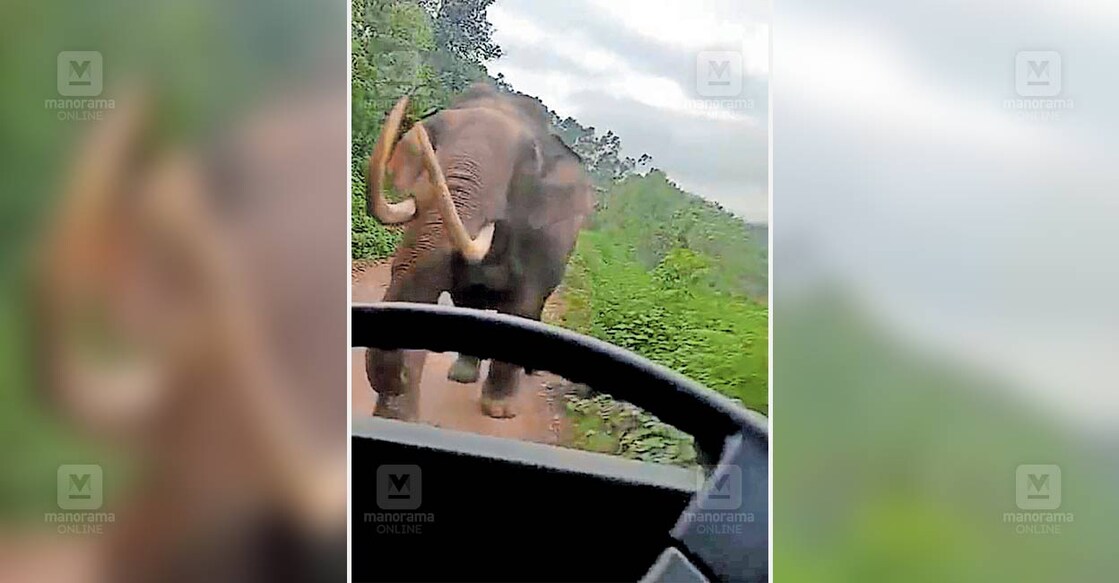 സ്കൂൾ ബസിനു നേരെ പാഞ്ഞടുക്കുന്ന പടയപ്പ (വിഡിയോ
ദൃശ്യം).