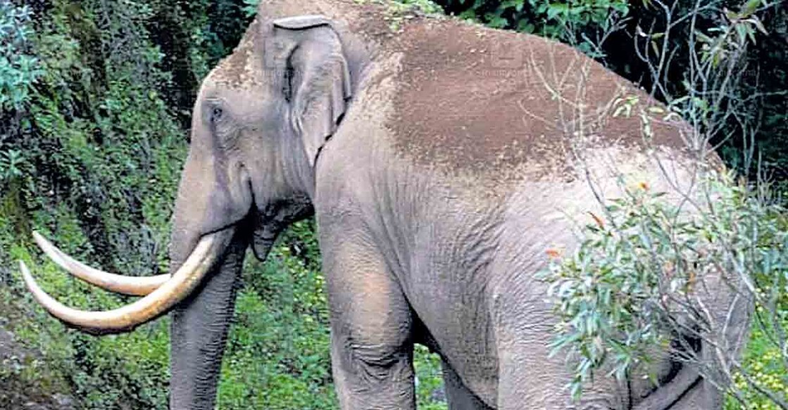 idukki-padayappa-elephant
പടയപ്പ (ഫയൽ ചിത്രം).