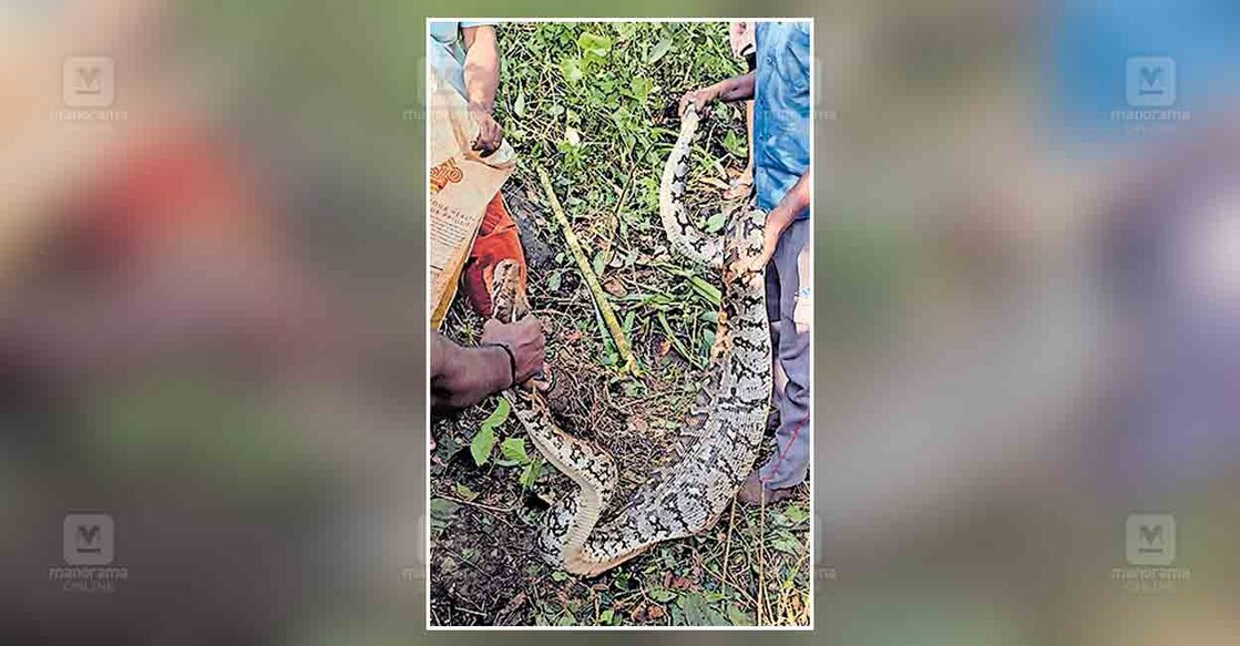 തൂക്കുപാലം -പുഷ്പകണ്ടത്തെ കൃഷിയിടത്തിൽ പെരുമ്പാമ്പിനെ പിടികൂടി | Python ... image.