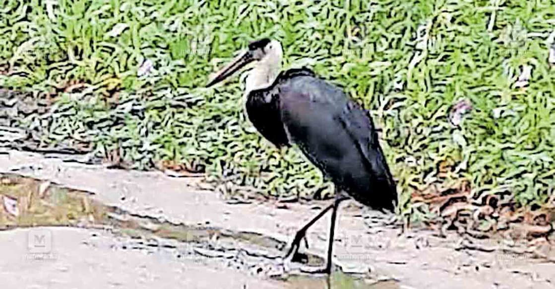 തേക്കിൻകാനത്ത് ഇന്നലെ രാവിലെ എത്തിയ കന്യാസ്ത്രീ കൊക്ക്.